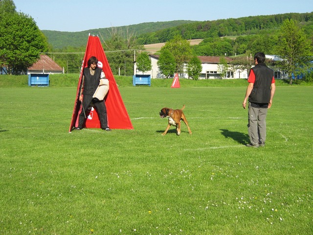 www.atibox.net * www.euroboxer.eu * www.boxergenealogia.eu